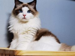 -Bastet sally猫舍购宠(静安店)