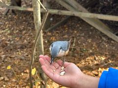 -五营红松林海景区