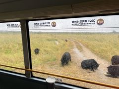 -黑瞎子岛探秘野熊园