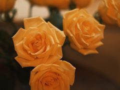 -春风十里咖啡馆