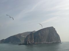 -长岛万鸟岛