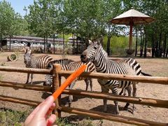 -大连森林动物园