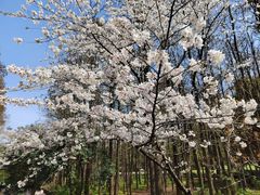 -上海共青森林公园