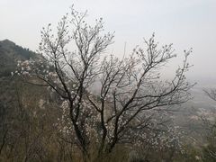 -北京鹫峰国家森林公园