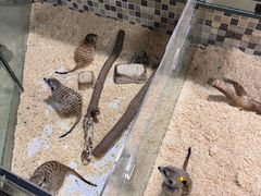 -上海大自然野生昆虫馆(东方明珠·爬宠昆虫探索中心)