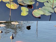 -厦门园林博览苑