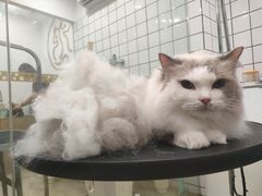 -Pets First伊珊娜洗护·精致美容·家庭式寄养(新会路店)