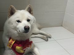 -瑞派·关忠动物医院(国瑞店)