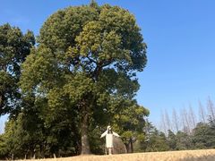 -上海滨江森林公园