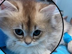 -纳吉亚猫专科动物诊疗中心(蒋宅口分院)