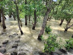 -宝安西湾红树林湿地公园