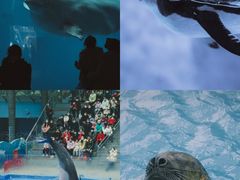 -海合安成都极地海洋公园