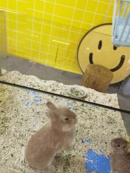 点击看大图 -神奇动物撸宠馆·羊驼·小浣熊·异宠(豫园店)