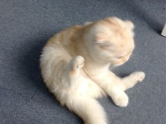 -喵的天空名猫咖啡馆·撸猫·猫舍·用品