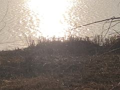 -绿堤公园