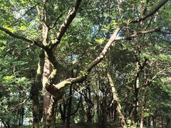 -杭州植物园