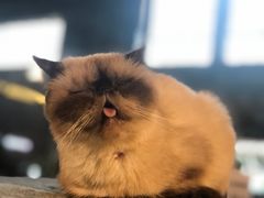 -more than meow吴止猫主题餐厅(承德 中船汇店)