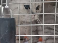 -艾吉宠物医院·疑难杂症转诊中心·猫友好(碧江路院)