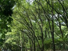 -上海佘山国家森林公园西佘山园