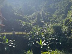 -西双版纳原始森林公园
