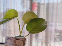 -YAFEE雅菲·粤菜·湘菜·融合菜(魏公村店)