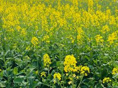 -中国天府农业博览园