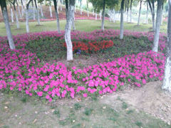 android_upload_pic-滨湖塘西河公园
