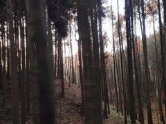 -山王坪喀斯特国家生态公园