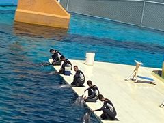 -秦皇岛乐岛海洋王国