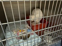 -佩兹宠物医院肿瘤专科·眼科·牙科(黄浦店)