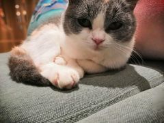 -CAT’S MEWSTAR CAFE·喵星球猫屋(晴湾咖啡店)
