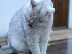 -喵屿·大理花园猫咖