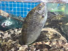 -旺角小渔村(二马路店)