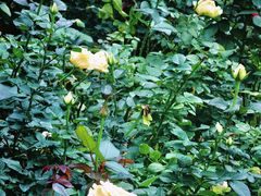 -人民公园(罗湖区)