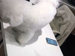 -鼎级派宠物(中南店)