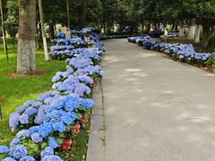 -上海鲜花港