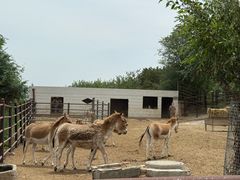-青藏高原野生动物园
