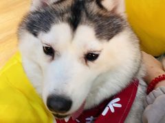 -Husky Go! 哈士奇体验馆·宠物咖啡厅狗咖