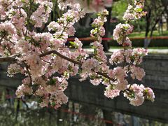 -海棠花溪(元大都城垣遗址公园)