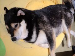 -逗柴咖啡屋·狗咖猫咖宠物桌游