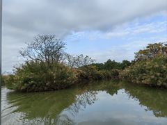 -大湾区中央湿地公园
