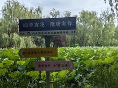 -洛阳市隋唐城遗址植物园