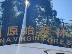 -西双版纳原始森林公园