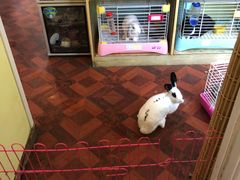 -宠物兔专门店(天丰利市场店)