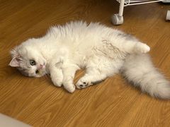 -伟伟宠物医院·CT影像中心·瑞派犬猫综合性门诊(汉口总院)