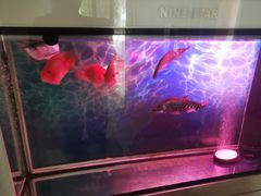 -保定市花鸟鱼虫市场