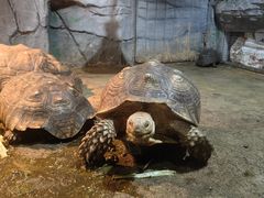 -石家庄市动物园