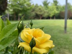 -朝阳公园