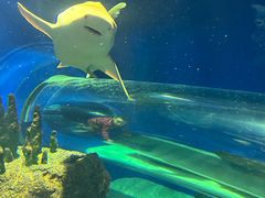 -瑞普利水族馆