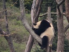 -卧龙中华大熊猫苑神树坪基地